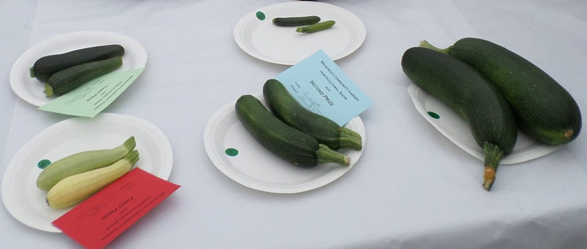 01 - 2 Courgettes