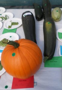02 - Heaviest courgette, marrow or squash