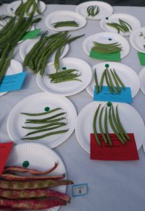 04 - 6 pods of French beans