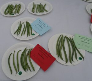 04 - 8 Pods of french breans