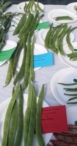 05 - 6 pods of runner beans