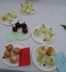 07 - 4 Onions