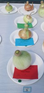 08 - Heaviest Onion