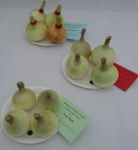 08 - Heaviest onion