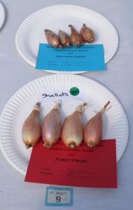 09 - 4 shallots