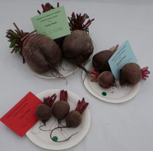 13 - 3 globe beetroot