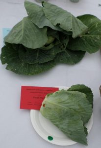16 - 1 cabbage