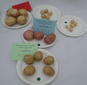 18 - 5 round potatoes