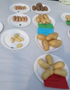 19 - 5 kidney-shaped potatoes
