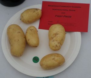 19 - 5 kidney shaped potatoes