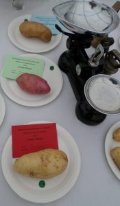 20 - Heaviest potato