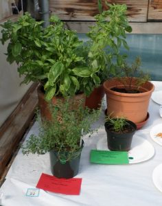 22 - Any pot-grown herb