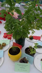 22 - Any pot-grown herb
