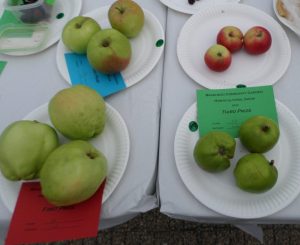 24 - 3 Cooking Apples