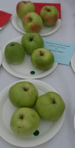 24 - 3 Cooking apples