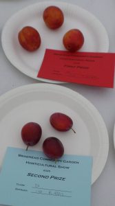26 - 3 Plums