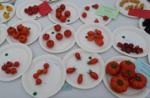 28 - 5 Red tomatoes