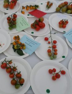 30 - 1 Truss of tomatoes