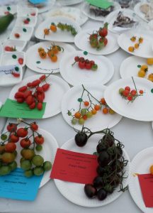 30 - 1 truss of tomatoes