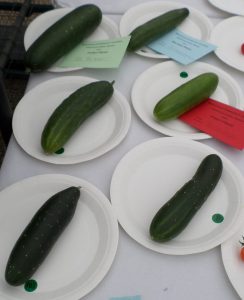 32 - 1 Cucumber
