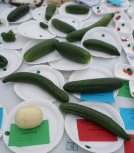 32 - 1 cucumber