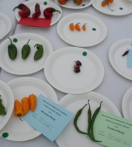 37 - 3 Fancy chilli peppers