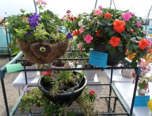39 - A hanging basket1