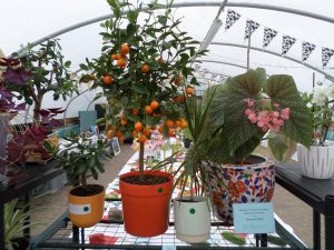 40 - Any Houseplant