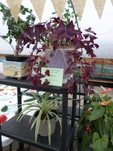 40 - Any Houseplant