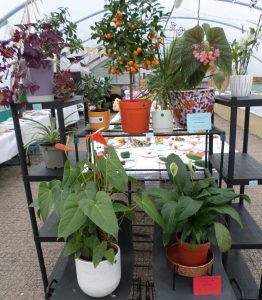 40 - Any Houseplant