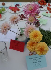 41 - 3 stems of dahlias