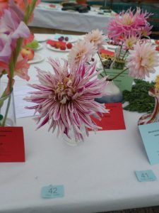 41 - 3 stems of dahlias