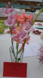 43 - 3 stems of gladioli