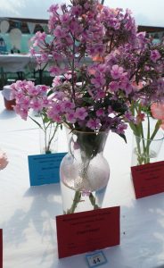 44 - Phlox