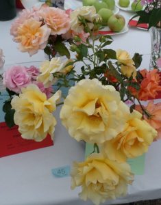 45 - 3 stems of floribunda or cluster roses