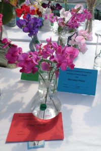 47 - Sweet peas