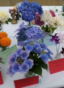 48 - 3 stems of hydrangeas