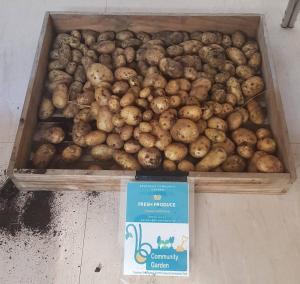 Potatoes grown at the Braehead Community Garden