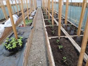 Polytunnel 2 is starting to get planted up for the summer